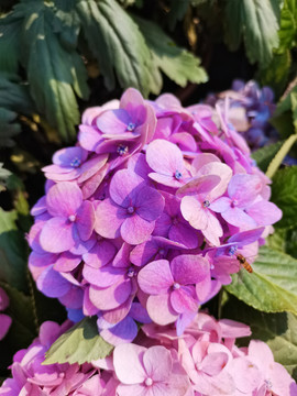 粉紫色绣球花