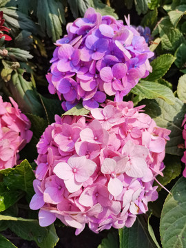 粉紫色绣球花