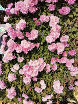 粉红色菊花
