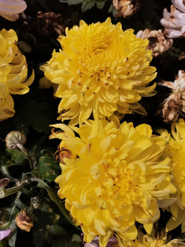 黄色菊花