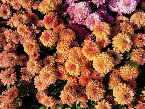 粉黄色菊花