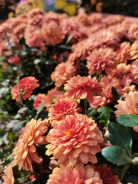粉色菊花
