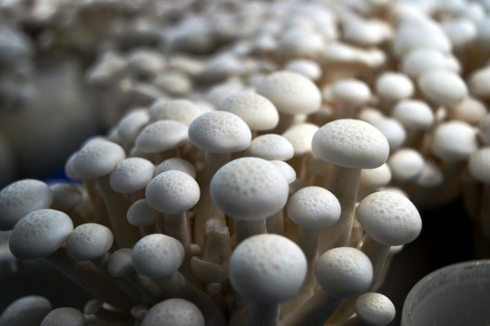蘑菇大棚种植3