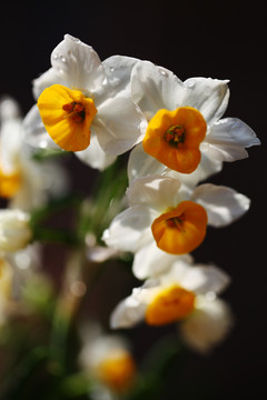 水仙花开