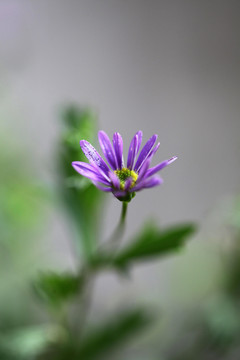 紫菀花开