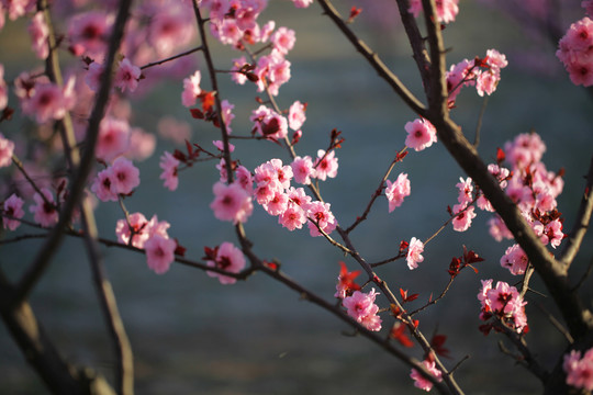 红梅花开