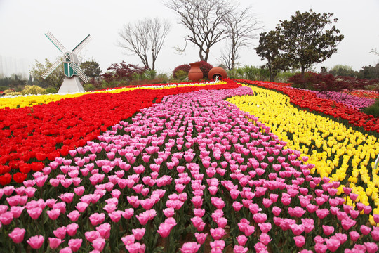 郁金香花开