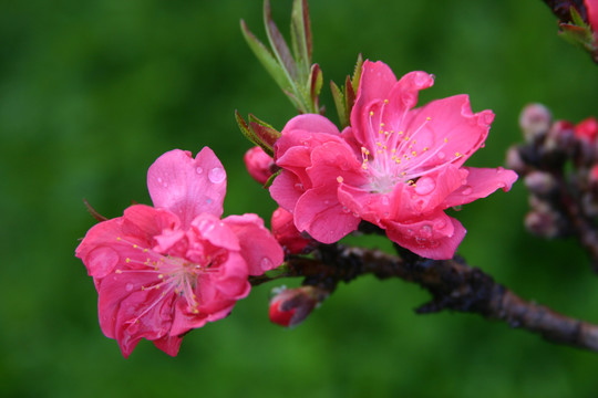 盛开的桃花