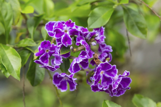 紫色白边花图片大全 紫色白边花设计素材 紫色白边花模板下载 紫色白边花图库 昵图网soso Nipic Com