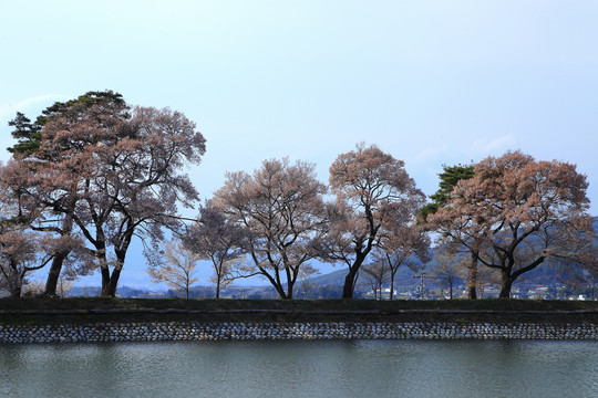 日本樱花