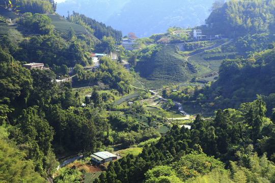 台湾茶园风景