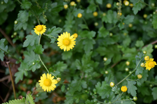 菊花