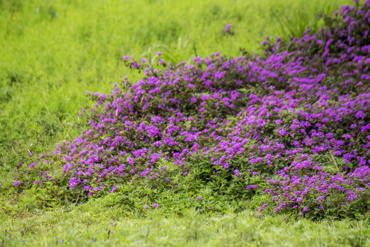 草地上的紫色小花