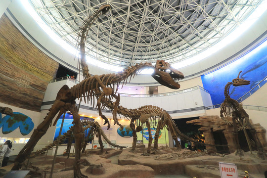 福建省博物院自然馆恐龙化石