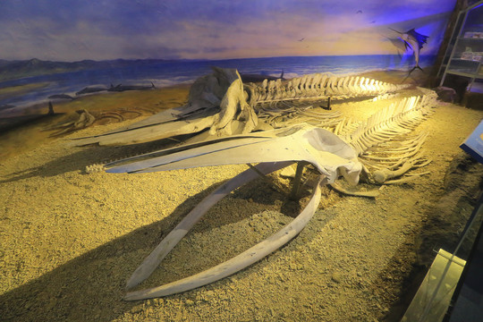 福建省博物院自然馆鲸鱼骨架