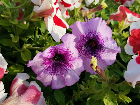 鲜花怒放的碧冬茄花