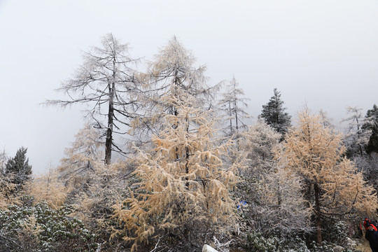 红豆杉雪景