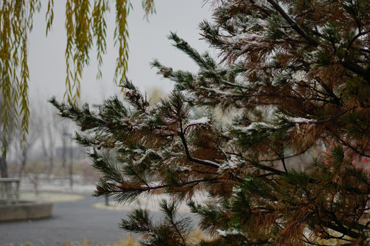 大雪压青松