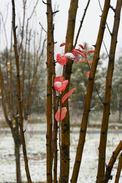 雪中红叶