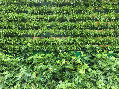 绿植背景墙