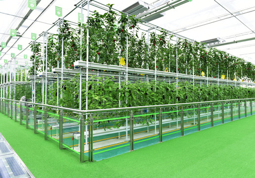 温室大棚蔬菜种植基地