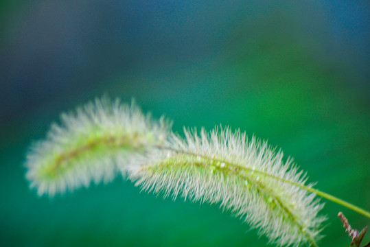 狗尾巴草