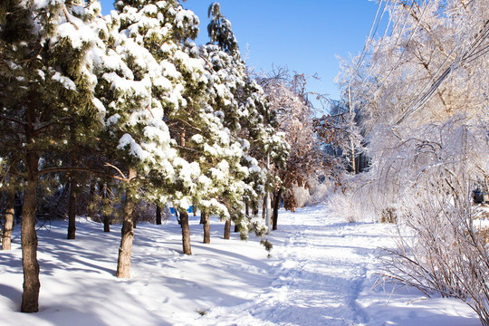 雪后小路