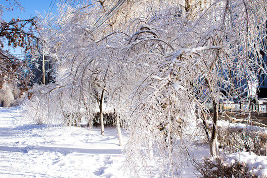 雪后冰冻的树