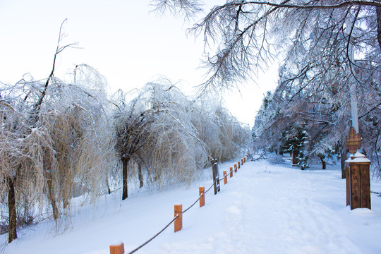 雪后的林间小路