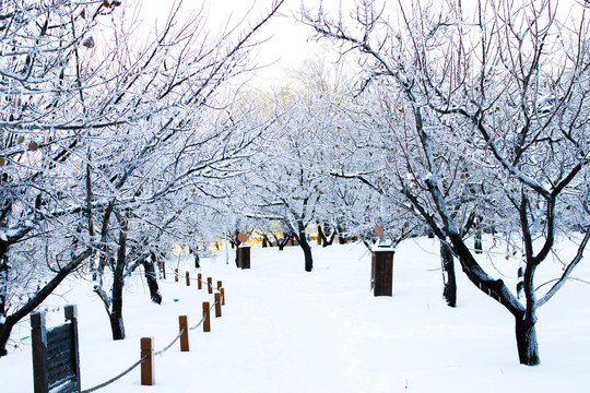 雪后的林间小路