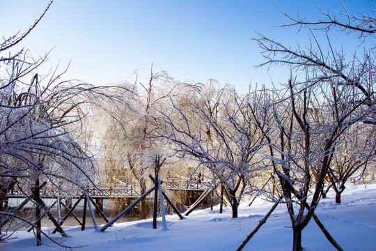 雪后的树林