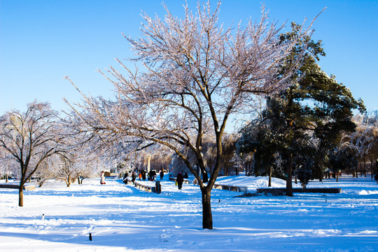 雪后的树