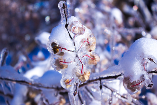 冰雪包裹着的树的种子