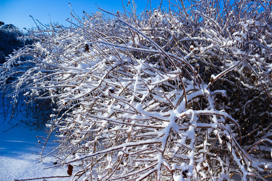 冰雪覆盖的树丛