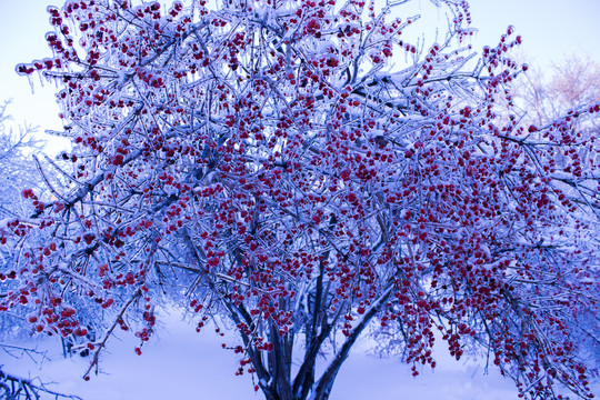 冰雪中的金银忍冬