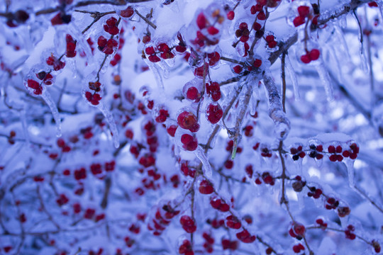 冰雪金银忍冬