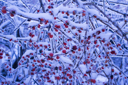 冰雪金银忍冬