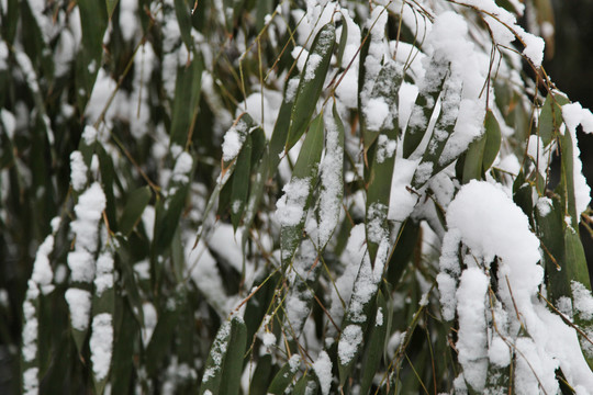 雪后竹叶