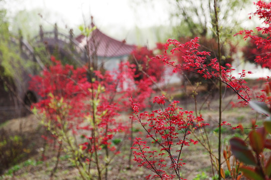 春暖花开