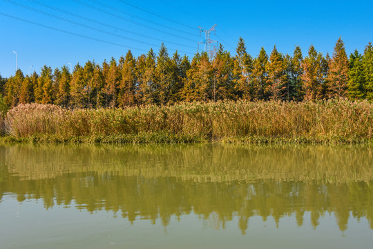 湿地秋景