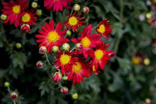 红色菊花小红菊