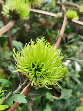秋天多姿的菊花