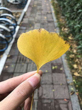 手拿银杏叶
