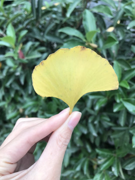 手拿银杏叶