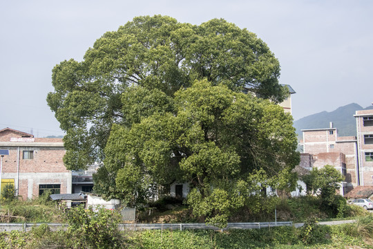 大榕树