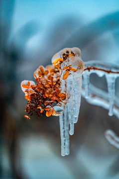 雨雪过后在冰雪之中的鲜花