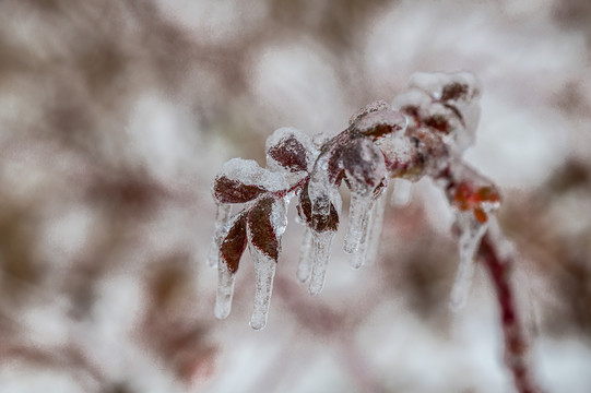 雨雪过后在冰雪之中的树叶