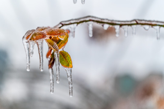 雨雪过后在冰雪之中的树叶