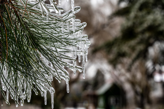 雨雪过后在冰雪之中的松枝