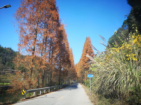 阳光树林